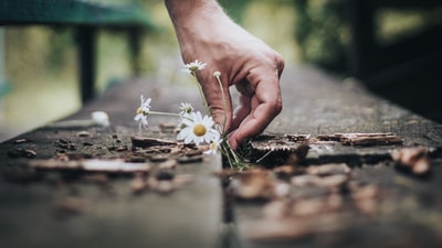 手持白色雏菊花的人